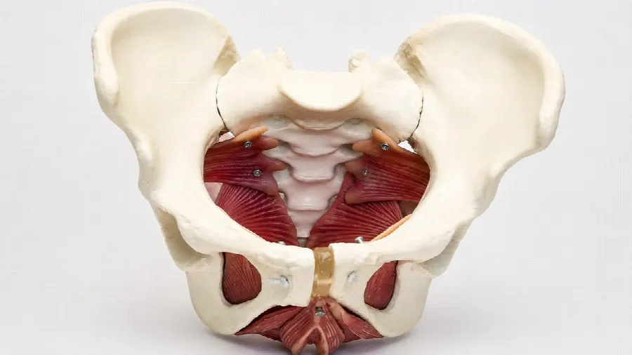 Anatomisches Modell des Beckens
