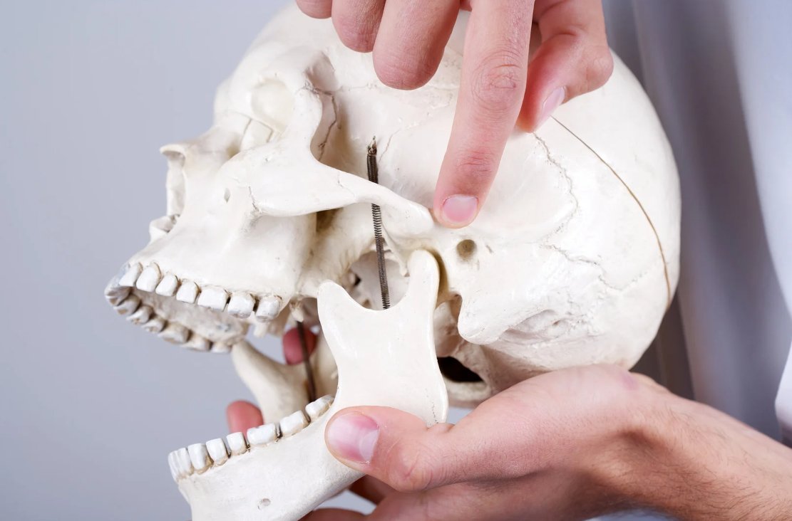 Anatomisches Modell des Kiefergelenks