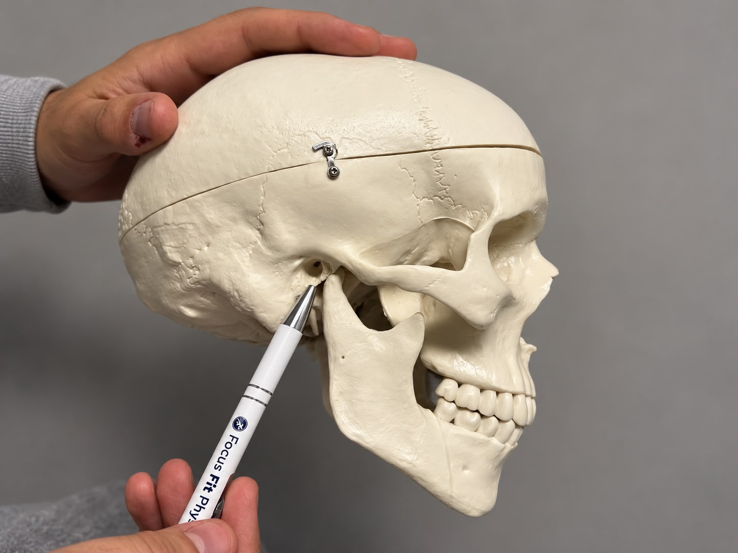 Schädelmodell, ein Stift zeigt auf das Kiefergelenk
